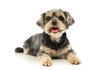 Studio shot of an adorable mixed breed dog