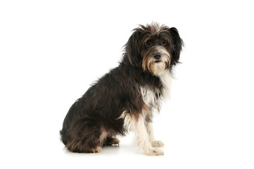 Studio shot of an adorable mixed breed dog