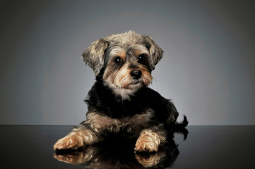 Studio shot of an adorable mixed breed dog