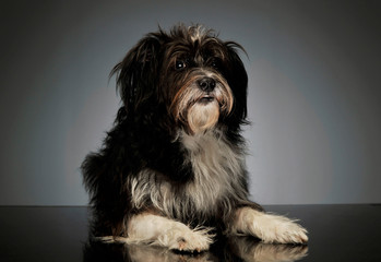 Studio shot of an adorable mixed breed dog