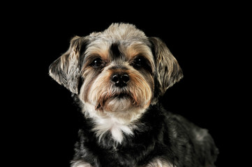 Portrait of an adorable mixed breed dog