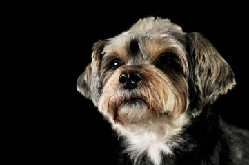 Portrait of an adorable mixed breed dog