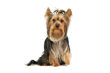 Studio shot of an adorable Yorkshire Terrier