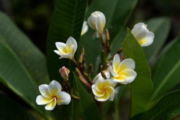 Fototapeta premium Beautiful colorful flowers are blooming 