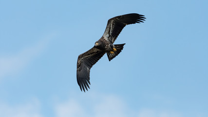 Fototapeta na wymiar A fledgling American Bald Eagle in flight with blue sky.