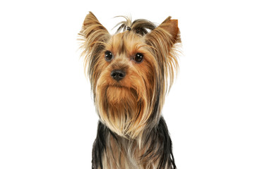 Portrait of an adorable Yorkshire Terrier