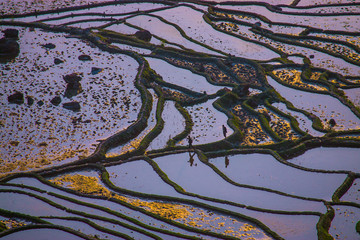 Yuanyang Honghe Hani Reisterrassen Rice Terraces Rice paddies Yunnan China