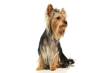 Studio shot of an adorable Yorkshire Terrier