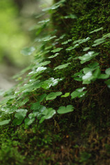 green, nature, forest, plant, tree, leaf, moss, grass, leaves, texture, wood, garden, summer, park, jungle, fresh, flora, fern, foliage, landscape, plants, field, pine, natural