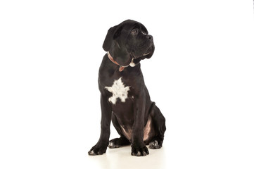 Studio shot of an adorable cane Corso puppy