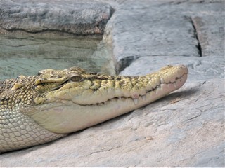 alligator