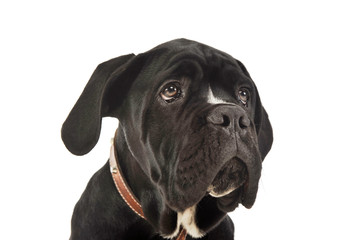 Portrait of an adorable cane Corso puppy