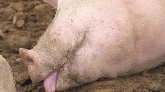 a pig shows his tongue