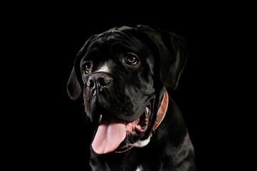 Portrait of an adorable cane Corso puppy