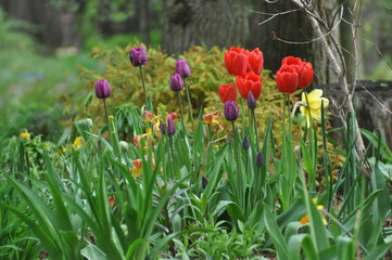 Obraz premium tulip field