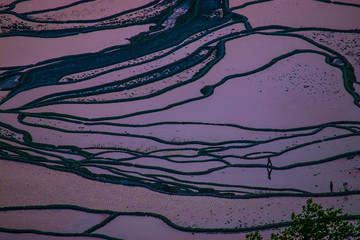Yuanyang Honghe Hani Reisterrassen Rice Terraces Rice paddies Yunnan China