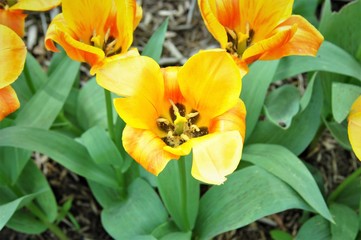 Naklejka premium yellow tulips