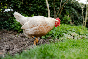 Portrait image of an adult Hen seen resting within the hard soil on a boarder area of a garden in spring. She can be seen with a blue ring on her right leg.