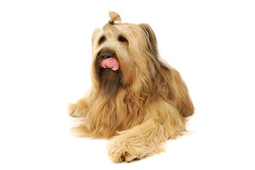 Studio shot of an adorable Berger de Brie