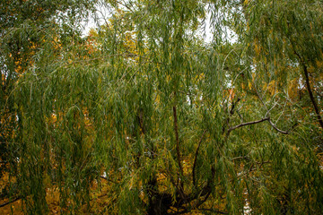 Spreading willow tree in autumn will decorate any place
