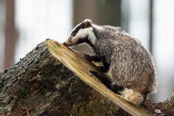 European badger (Meles meles) is a species of badger in the family Mustelidae and is native to almost all of Europe and some parts of West Asia © Milan