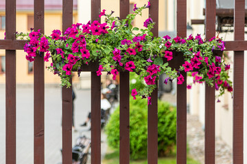 Fototapeta na wymiar Hanging flowerbed with pink petunias in balcony
