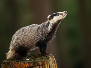 European badger (Meles meles) is a species of badger in the family Mustelidae and is native to almost all of Europe and some parts of West Asia - obrazy, fototapety, plakaty