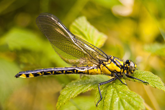 Dragonfly