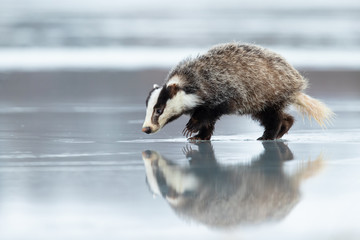 European badger (Meles meles) is a species of badger in the family Mustelidae and is native to almost all of Europe and some parts of West Asia © Milan