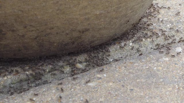 Zoom in time lapse of a swarm of black ants, lasius niger, on a UK garden patio