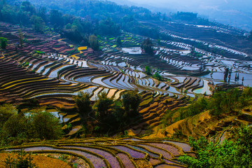 Yuanyang Honghe Hani Reisterrassen Rice terraces paddies Yunnan China 