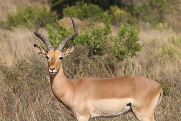 Impala Itala parc South Africa