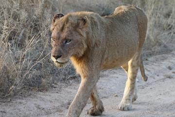 Lion Kruger National Parc South Africa