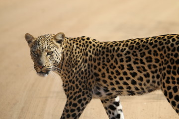 Leopard at Pilanesberg parc South Africa