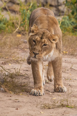 Insidious and playful sneaks up . Lioness is a large predatory strong and beautiful African cat.