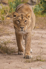 Fototapeta na wymiar Going right at you. Lioness is a large predatory strong and beautiful African cat.