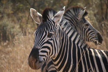Fototapeta na wymiar Zebras Pilanesberg parc South Africa