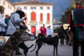Face of a Spanish Greyhound Galgo dog on a leash in the city