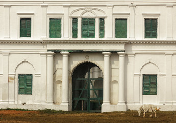 Murshidabad, West Bengal/India - January 15 2018: A horse grazes on the grass of the gardens surrounding the Nizamat Imambara, the largest congregation hall of Shia muslims in India.