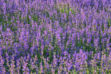 Obraz premium lavender background, lavender field closeup, purple wildflower