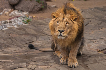 Naklejka premium Lion is a large predatory strong and beautiful cat with a magnificent mane of hair.