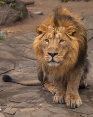 Plakat Lion is a large predatory strong and beautiful cat with a magnificent mane of hair.