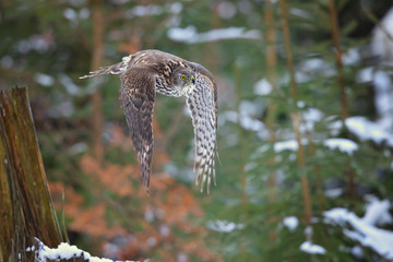 Northern goshawk (Accipiter gentilis) is a medium-large raptor in the family Accipitridae, which also includes other extant diurnal raptors, such as eagles, buzzards and harriers.