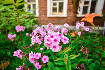 Fototapeta na wymiar pink hydrangea close-up, pink hydrangea in the garden