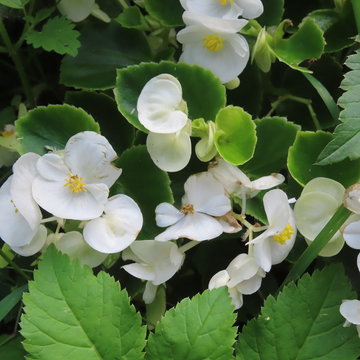 ICEBERGIA (BEGONIA SEMPERFLORENS), beautiful summer flower, it is not liked by the snails