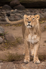 Plakat Lioness looks and sniffs. Lioness is a large predatory strong and beautiful African cat.