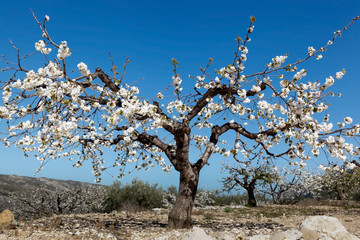 Blooming Cherry Trees in Vall de Gallinera