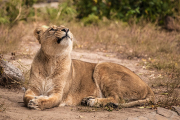 Dreamily raised her head, lies on the ground in a bush. Lioness is a large predatory strong and beautiful African cat.