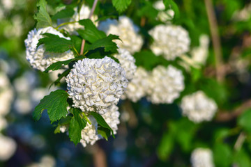 white hydrangea flower closeup, white hydrangea in the garden, white hydrangea flower on a branch