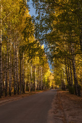Birch alley in the old part of the city in autumn, Yoshkar-Ola ciy